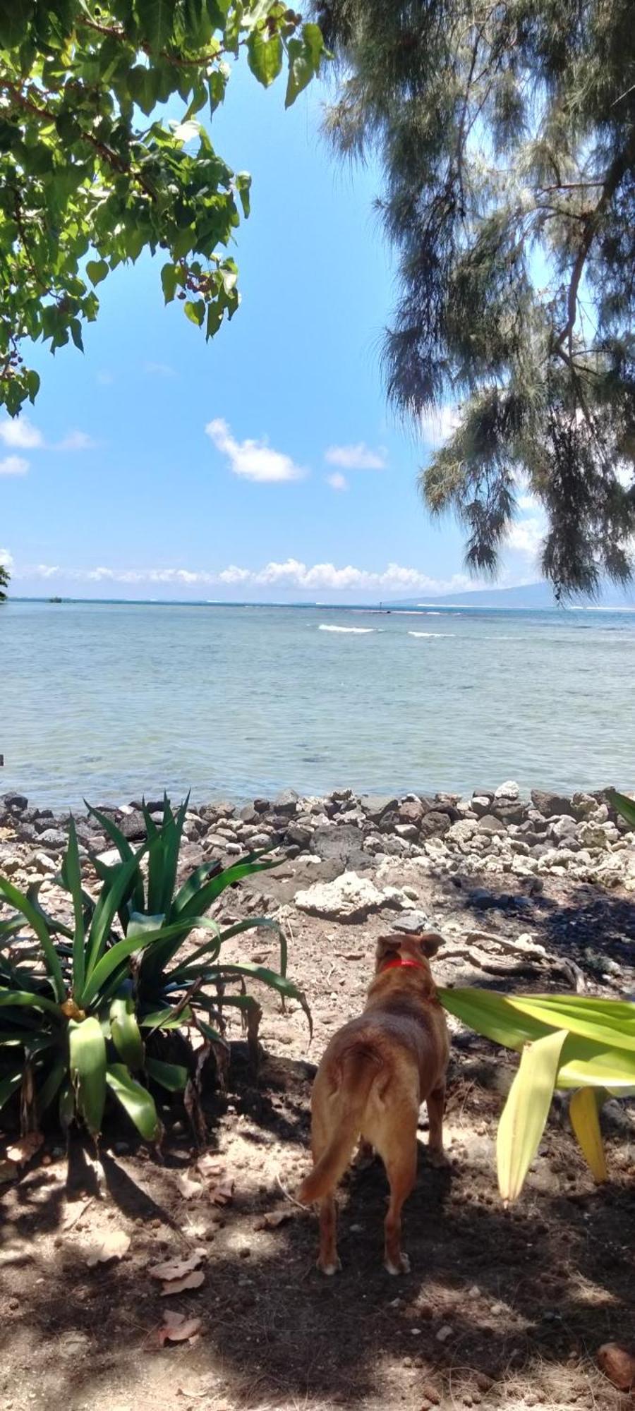 Bungalow Vue Lagon 180 Degre, La Maison Bleue Moorea Esterno foto